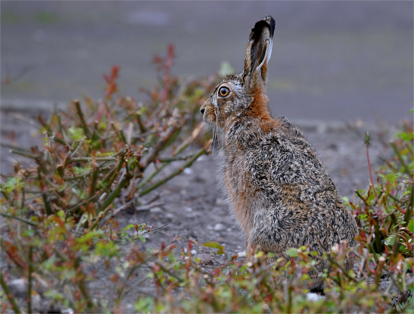 Hare in april  (2) ..