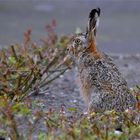 Hare in april  (2) ..