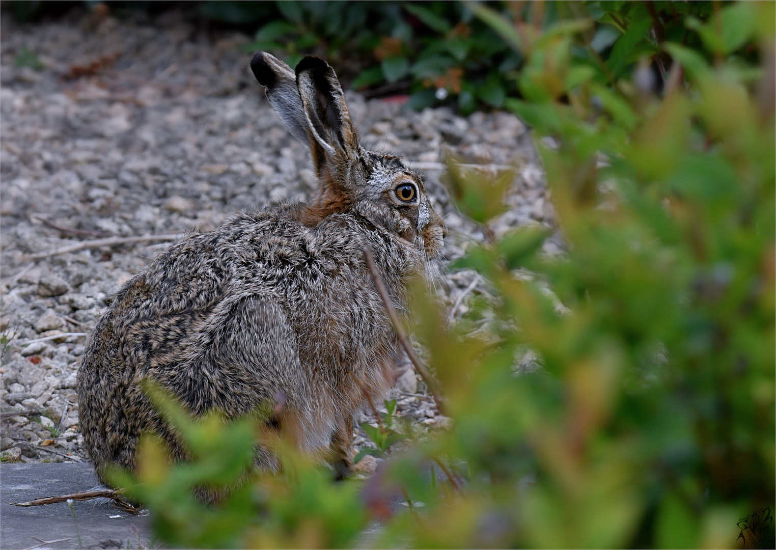 Hare in april ..