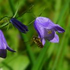 Harebell