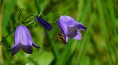 Harebell