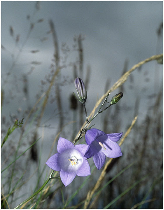 Harebells