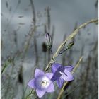 Harebells