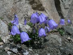 Harebells in South Tyrol