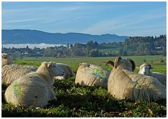 Harem mit Aussicht