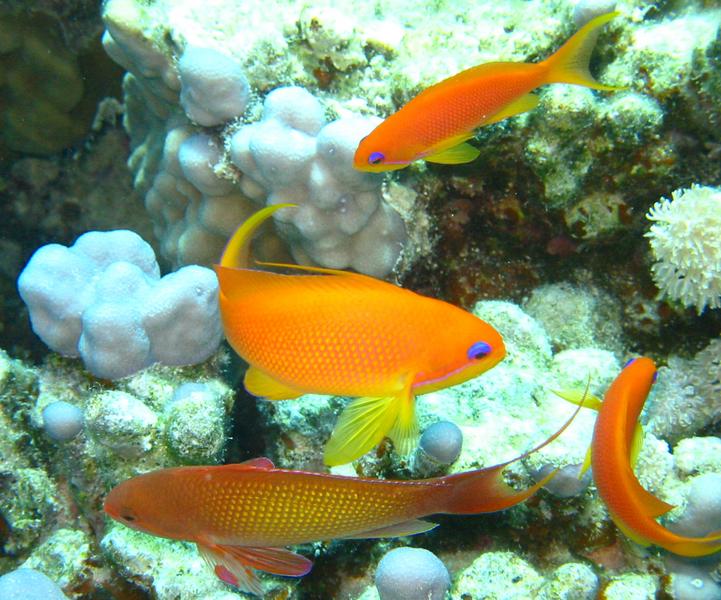 Haremsfahnenbarsche im Roten Meer