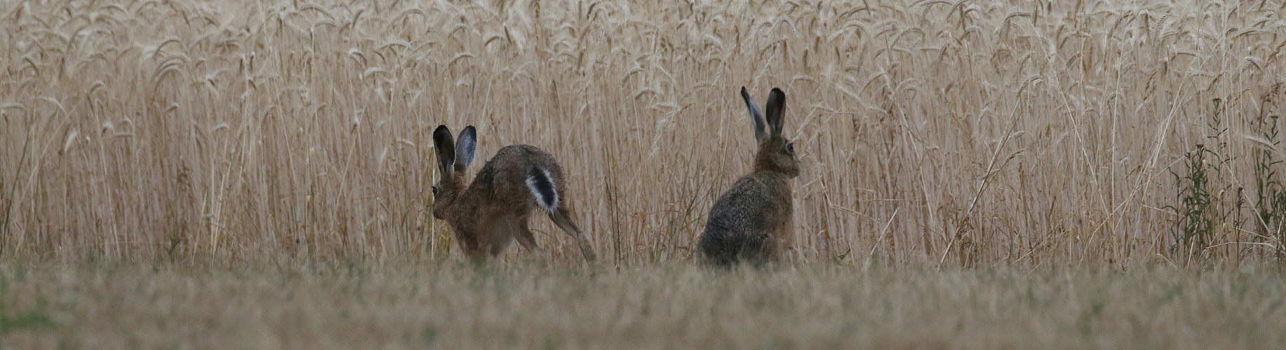 Hares