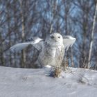 Harfang des neige à Mirabelle