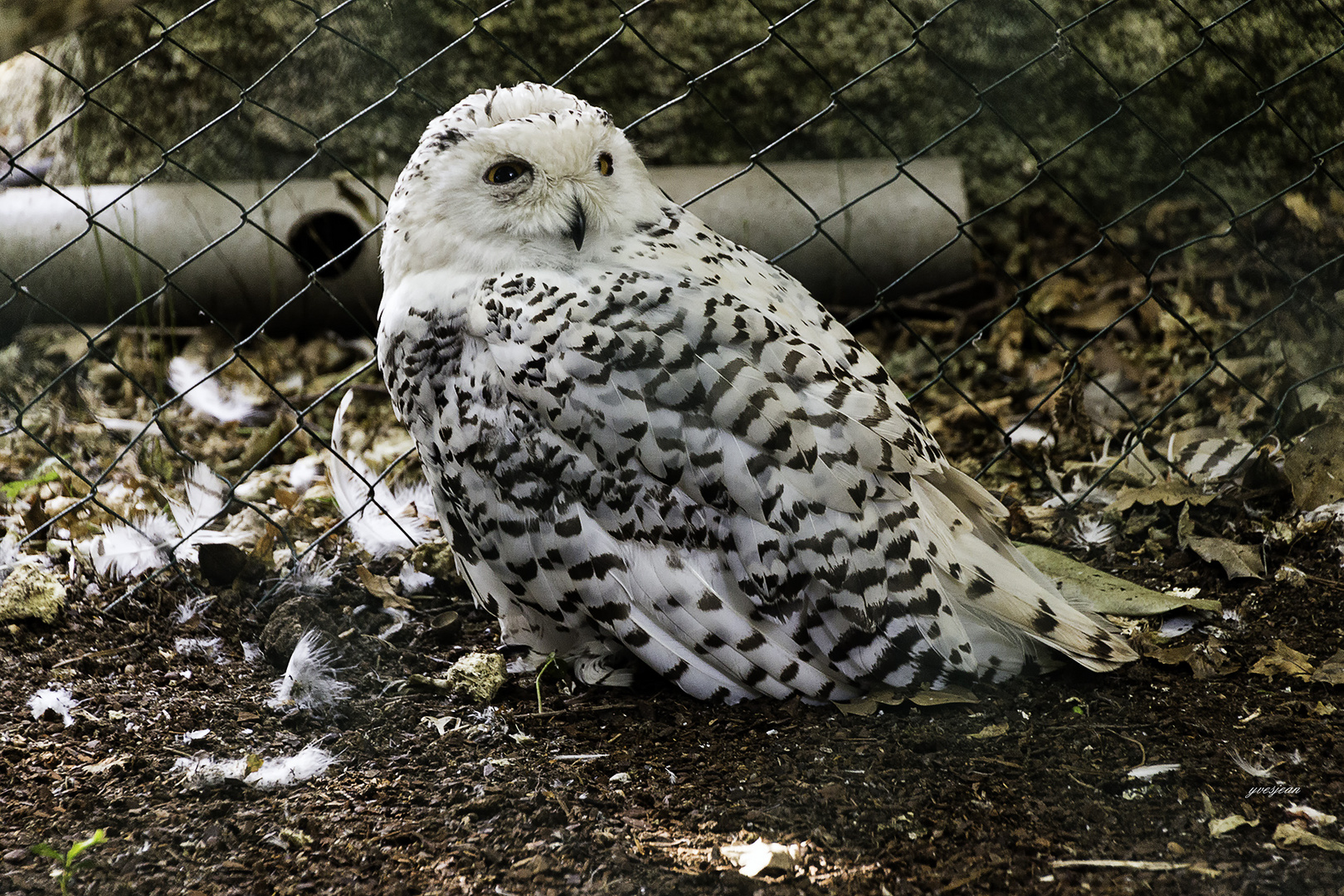 harfang des neiges