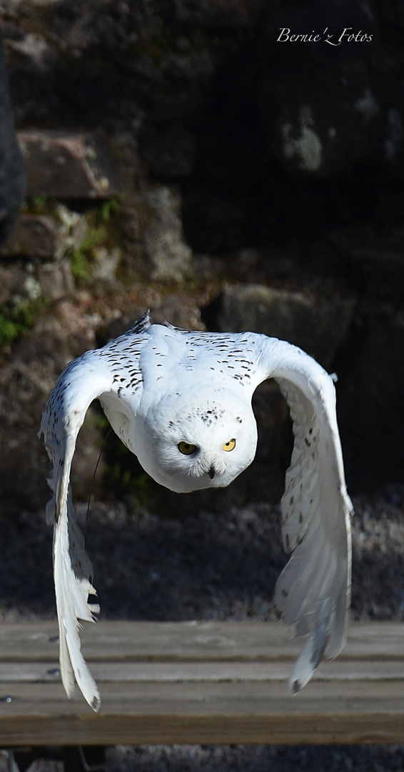 Harfang des neiges a ailes rabattues