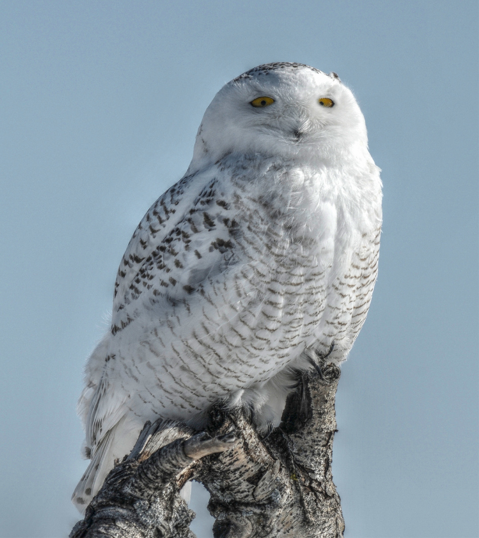 Harfang des neiges à Mirabelle