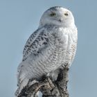 Harfang des neiges à Mirabelle