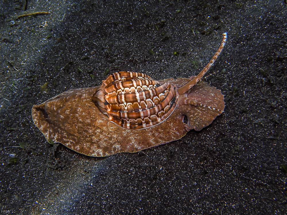 Harfenschnecke