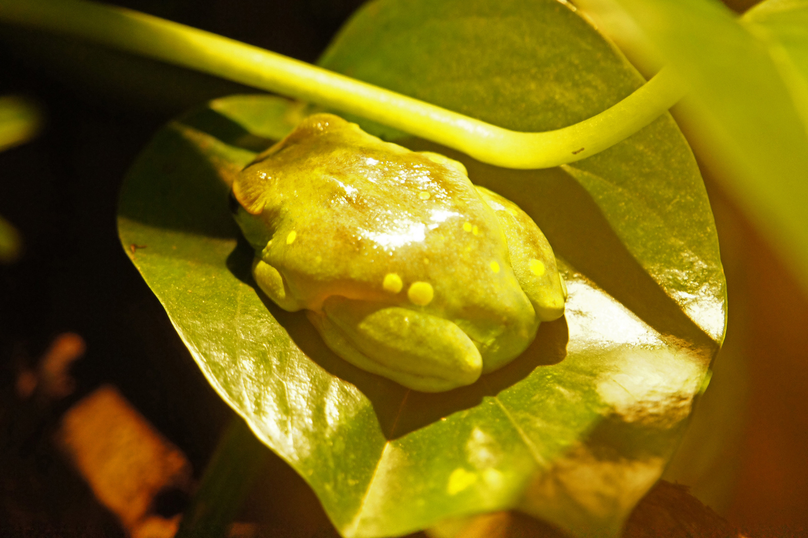 Haribo Frosch