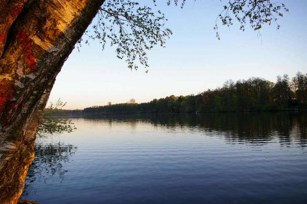 Hariksee