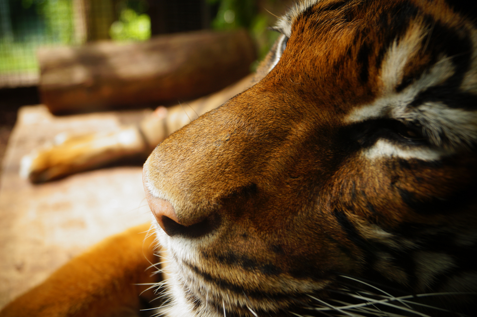 Harimau Malaya