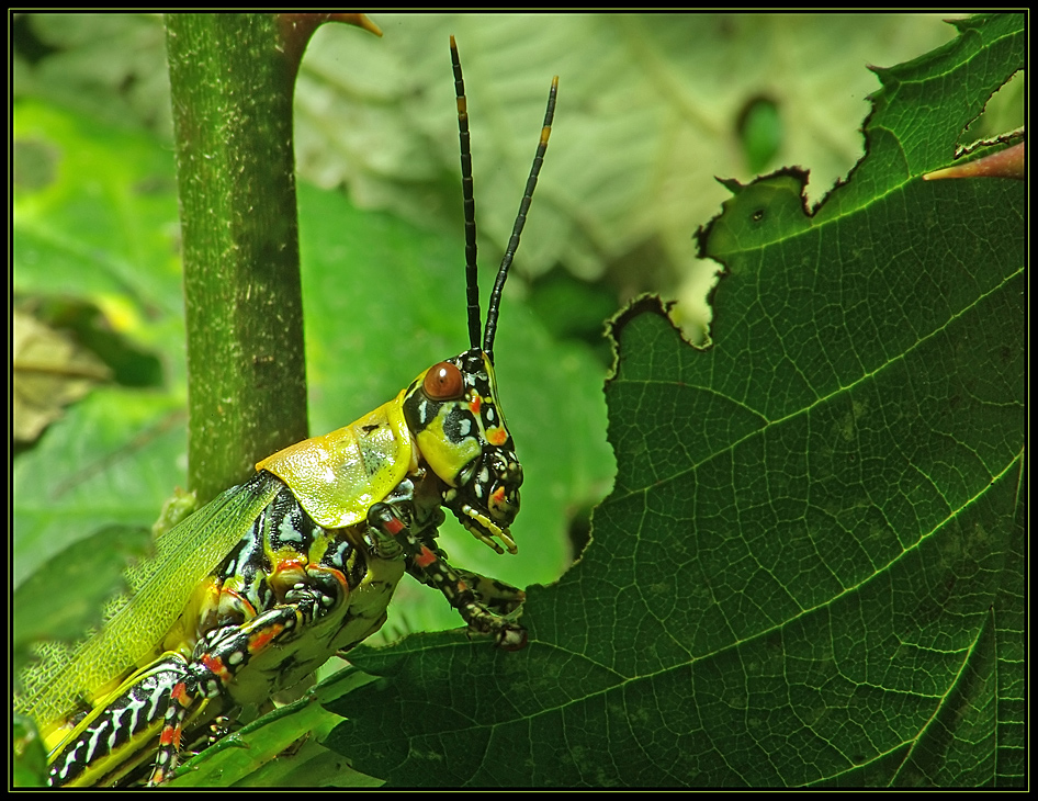 " Harlekin "