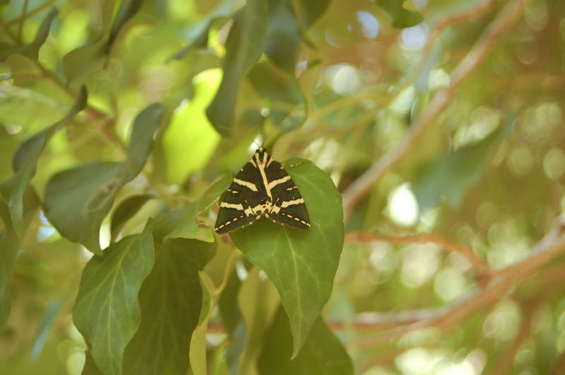 Harlekin