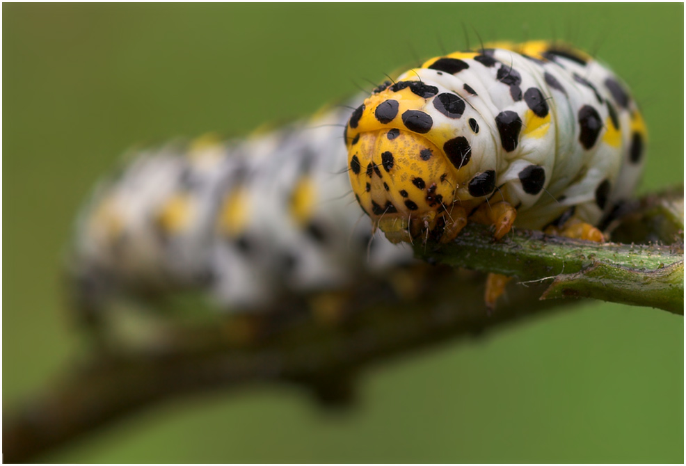 ~ Harlekin ~