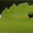 Harlekin