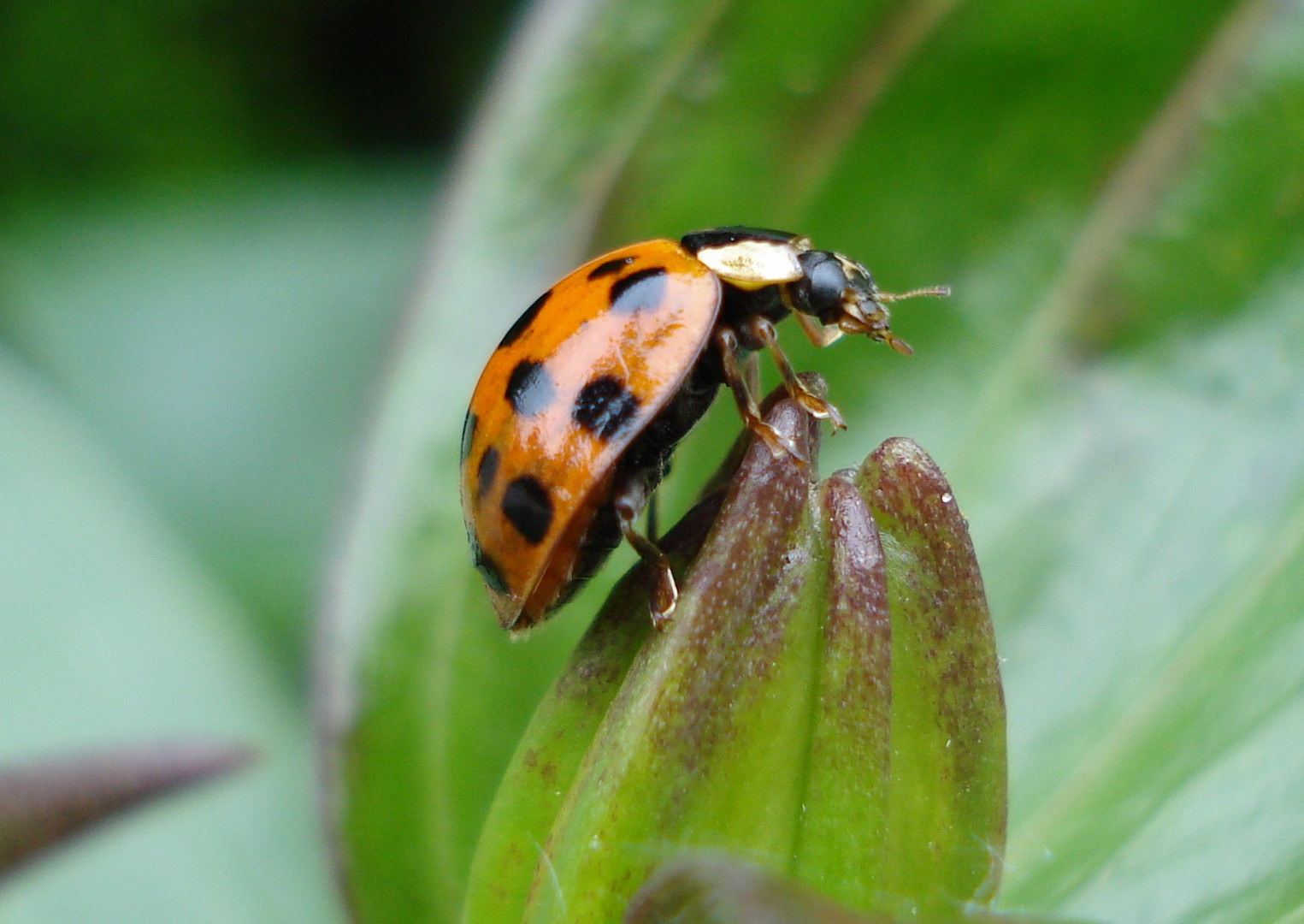 Harlekin