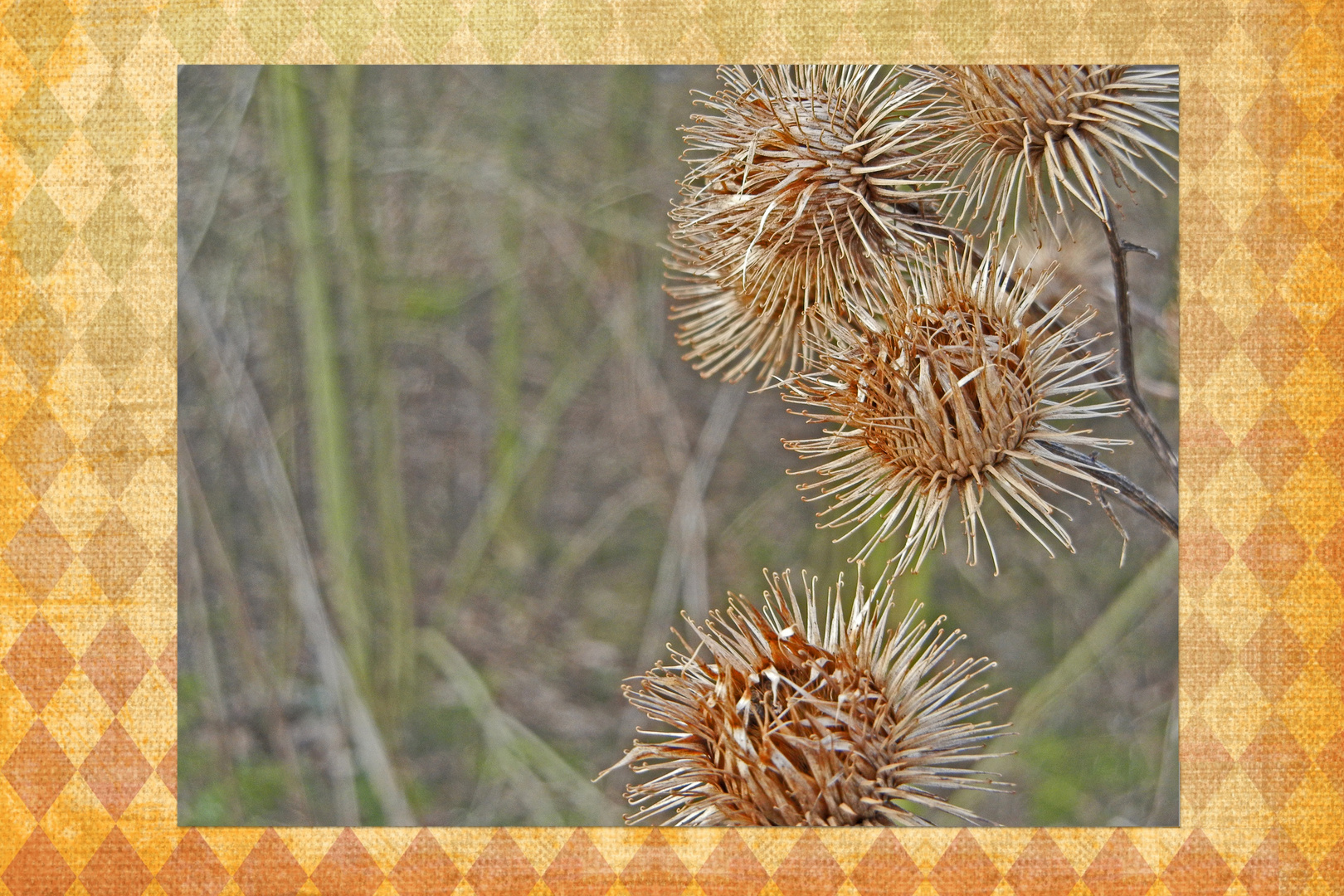 Harlekin-Distel ;-))