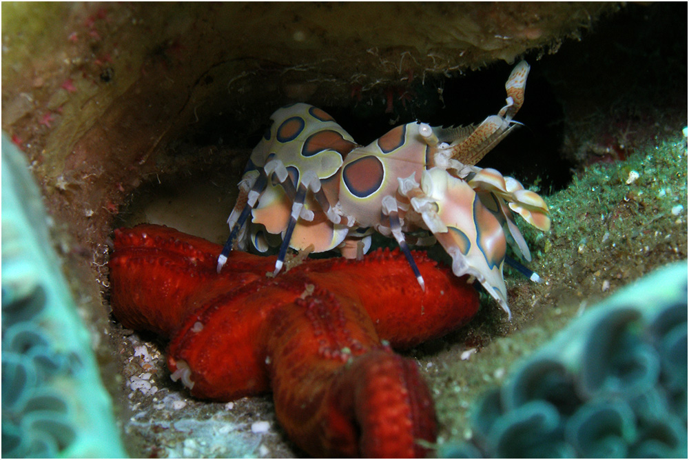 Harlekin Garnele 2