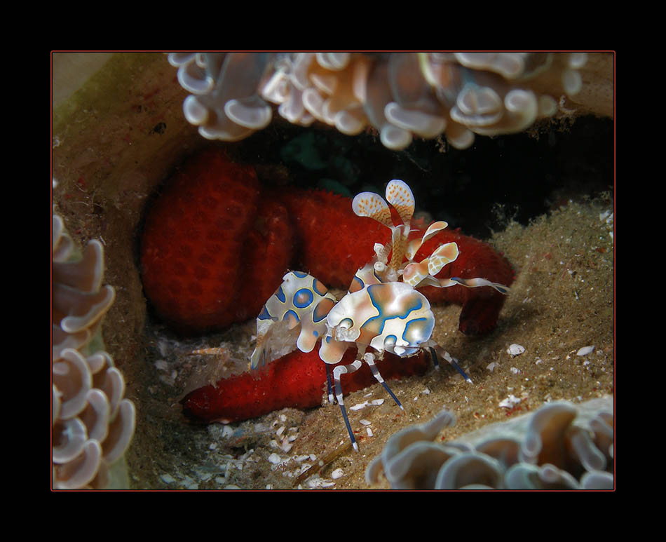 Harlekin Garnele