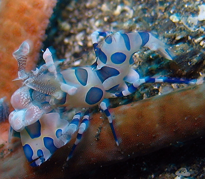 Harlekin Garnele