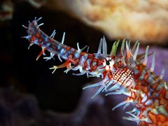 Harlekin Geisterpfeifenfisch