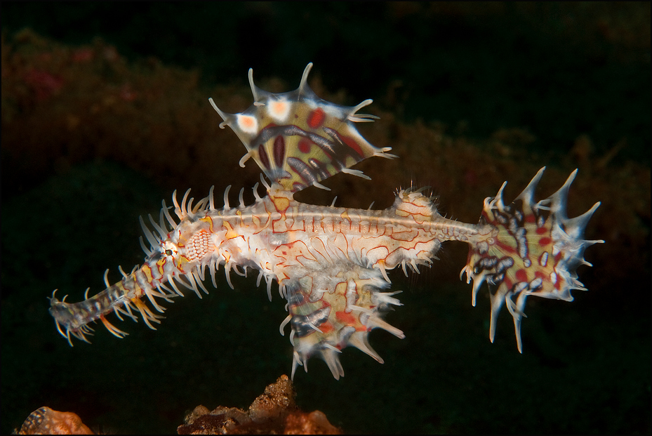 Harlekin Geisterpfeifenfisch (Geisterfetzenfisch)