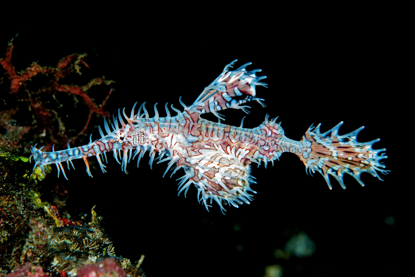 Harlekin Geisterpfeifenfisch - macht seinem Namen alle Ehre