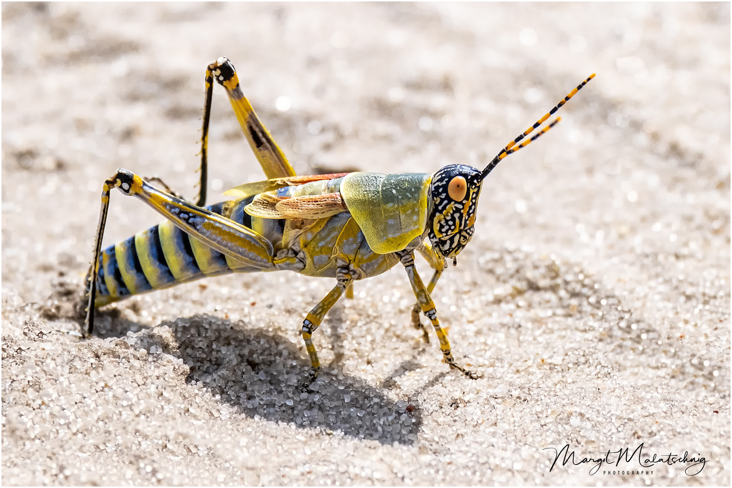 Harlekin Grasshopper