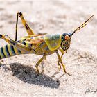 Harlekin Grasshopper
