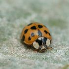 Harlekin (Harmonia axyridis), harlequin ladybeetle