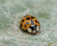 Harlekin (Harmonia axyridis), harlequin ladybeetle