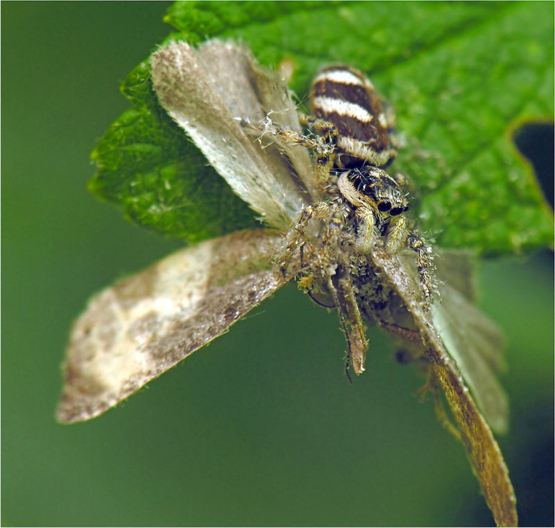 Harlekin hat zugeschlagen