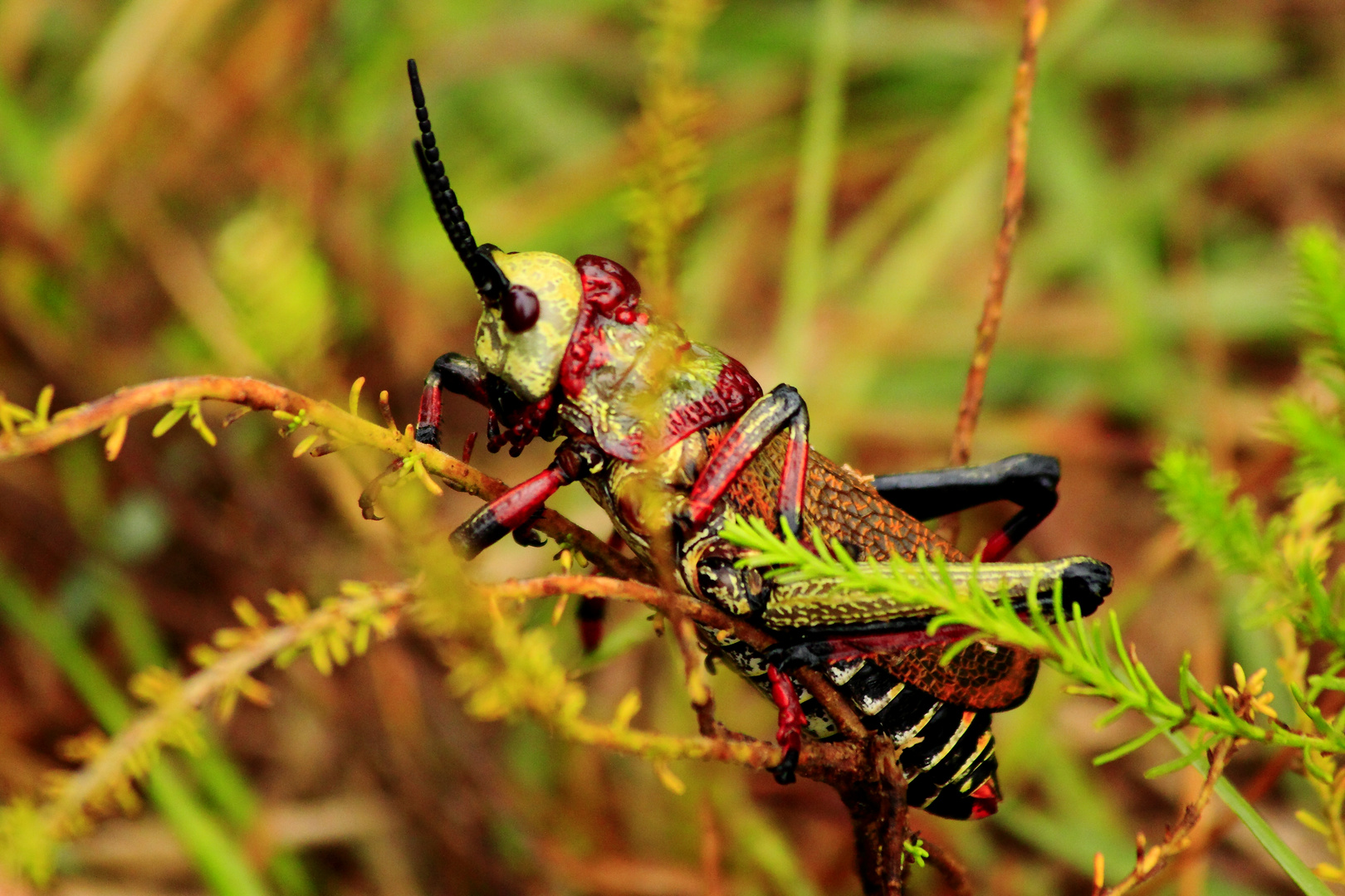 "Harlekin" Heuschrecke