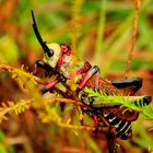 "Harlekin" Heuschrecke