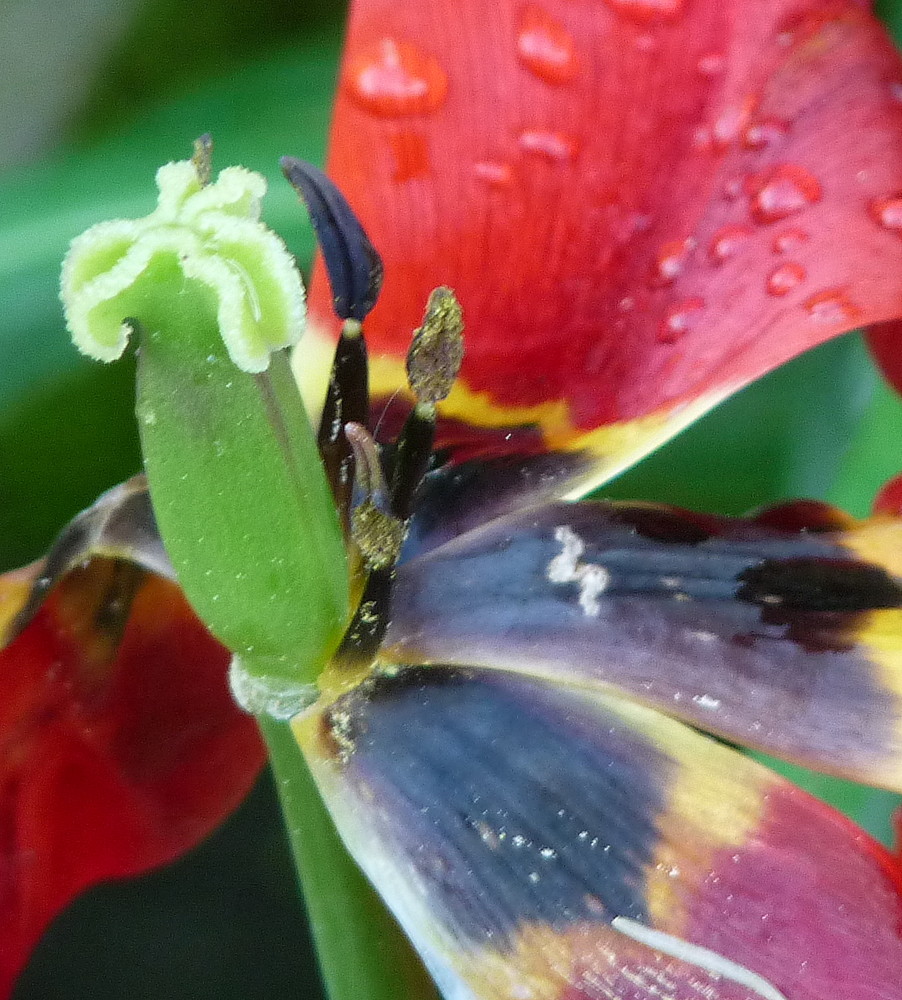 Harlekin im Regen