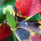 Harlekin im Regen