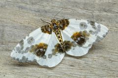 Harlekin im Wald