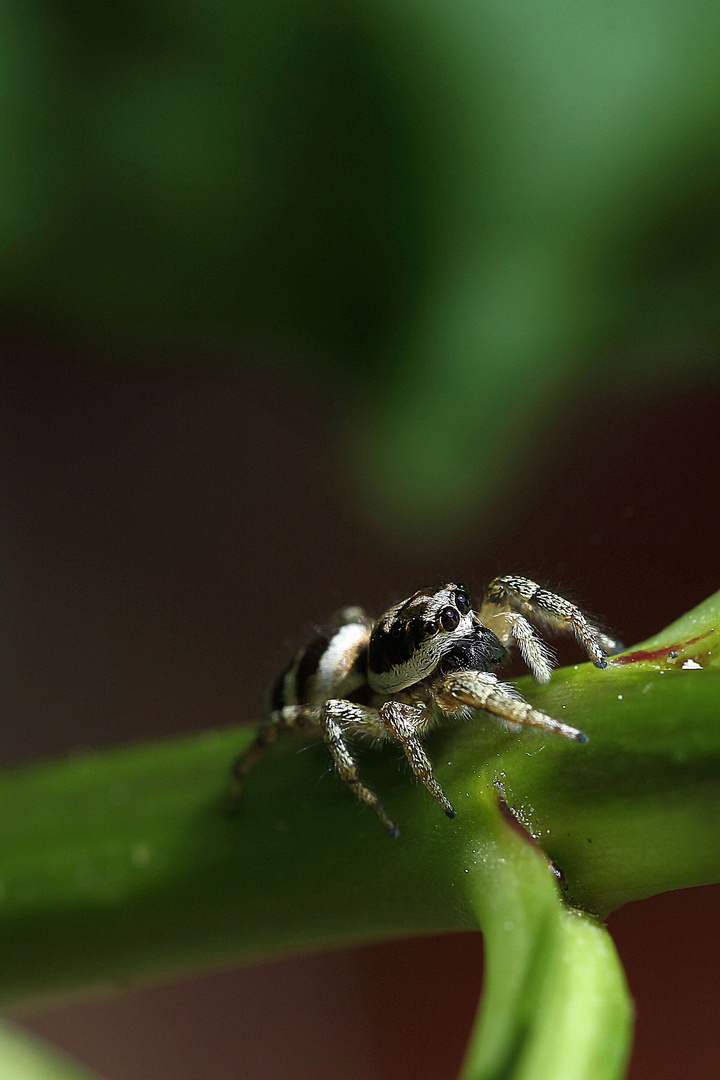 Harlekin Jagdspinne