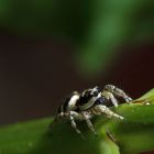 Harlekin Jagdspinne