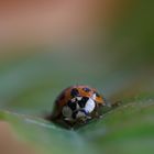 Harlekin-Käfer