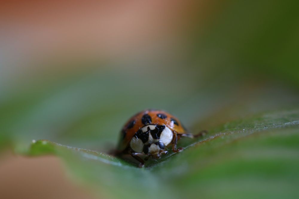 Harlekin-Käfer