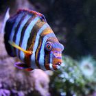 Harlekin Lippfisch