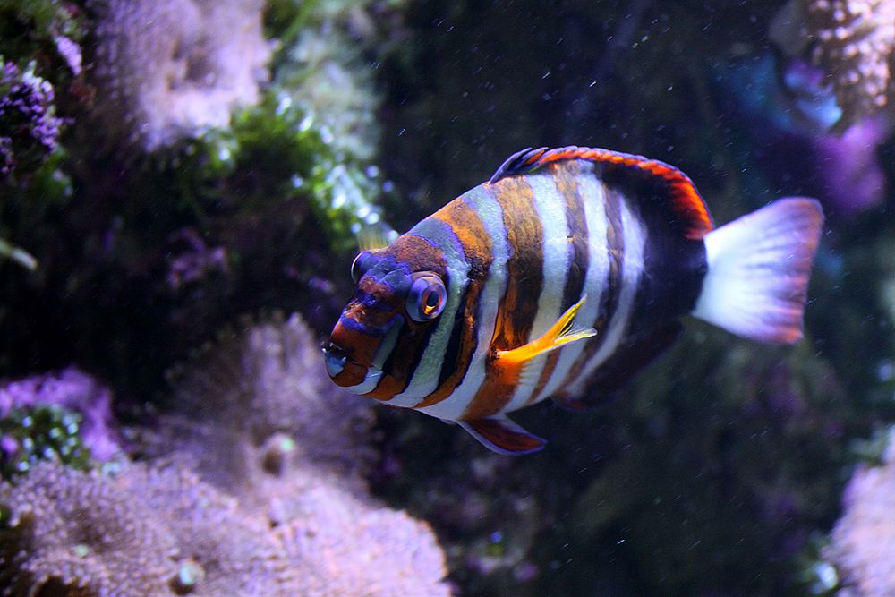 Harlekin Lippfisch