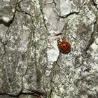 Harlekin Marienkäfer