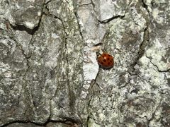 Harlekin Marienkäfer